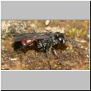 Evagetes sp - Wegwespe 01a 7mm.jpg